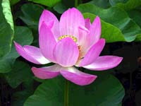 http://www.vietnamgreentravel.com/images/culture/img1/1D6CDFD-lotus.jpg