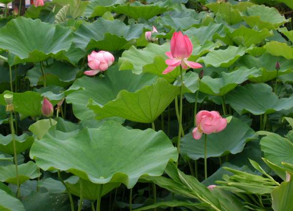 http://hast.sinica.edu.tw/plants_images/Lotus.JPG