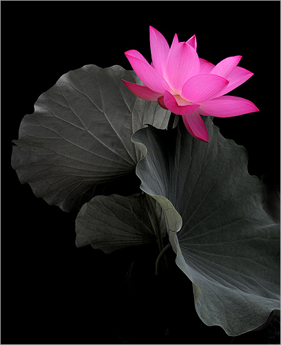 http://lotusflowerimages.com/Lotus_Flower_IMG_6843.jpg