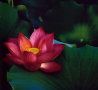 hinh_hoa_sen_55.jpg