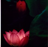 hinh_hoa_sen_71.jpg hinh_hoa_sen_71.jpg