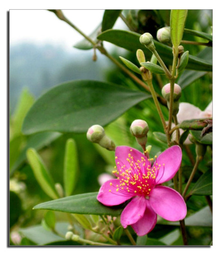 http://images.yume.vn/blog/201003/27/1269678438_hoa_sim.jpg