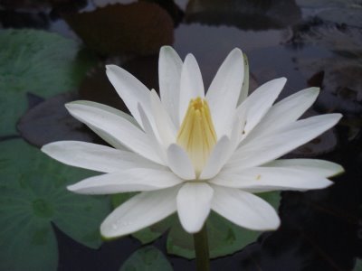 http://4.bp.blogspot.com/_prE8u-zchcI/SO8DzceFMNI/AAAAAAAAAPo/qgh4DS5RMjc/s400/DSC02856.JPG