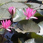 http://www2.vietbao.vn/images/vi55/the-gioi-giai-tri/55063402-HoaSung.jpg