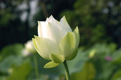 http://www.sieuthihoa.com.vn/Upload/y_nghia_cac_loai_hoa/Y-nghia-hoa-sen-trang/8B1D8700C4DC497698C044AEEFD08CF4.jpg